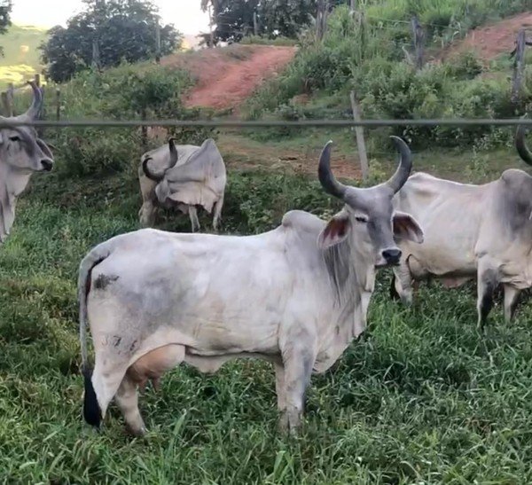 44662f98.Imagem.002014