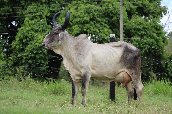 594cc1fa.Imagem.222311