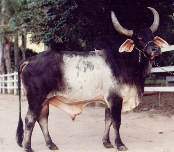 803532f5.Imagem.003830