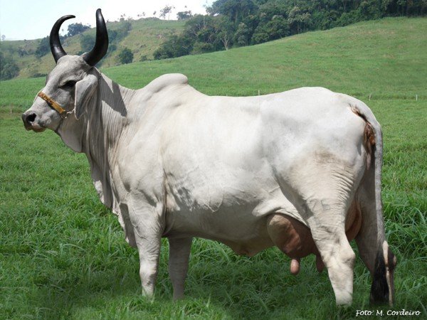 996e7e78.Imagem.223219