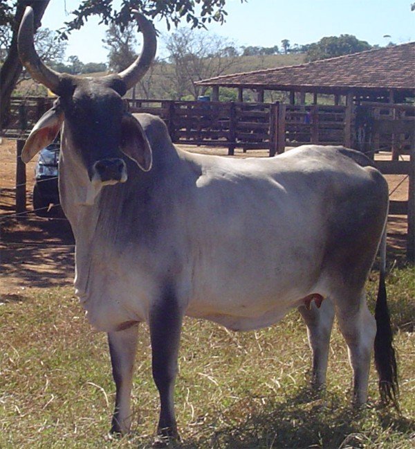 fa636fe0.Imagem.233836